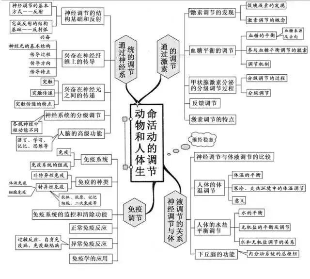 动物和人体生命活动的调节